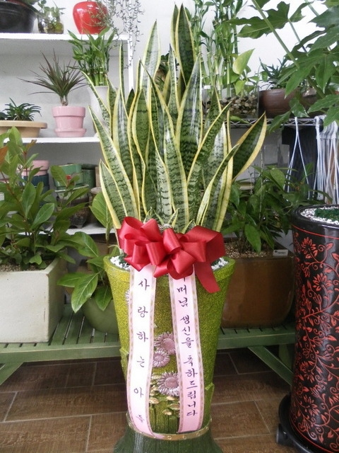 �꼼������50000��