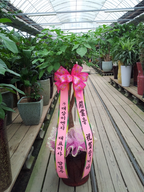 ����Ʈ��