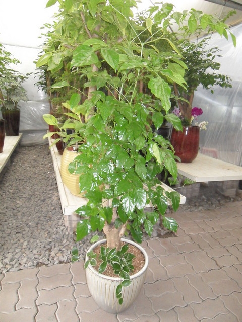 ����Ʈ��