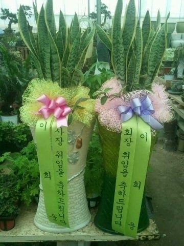 40,000 �꼼��������