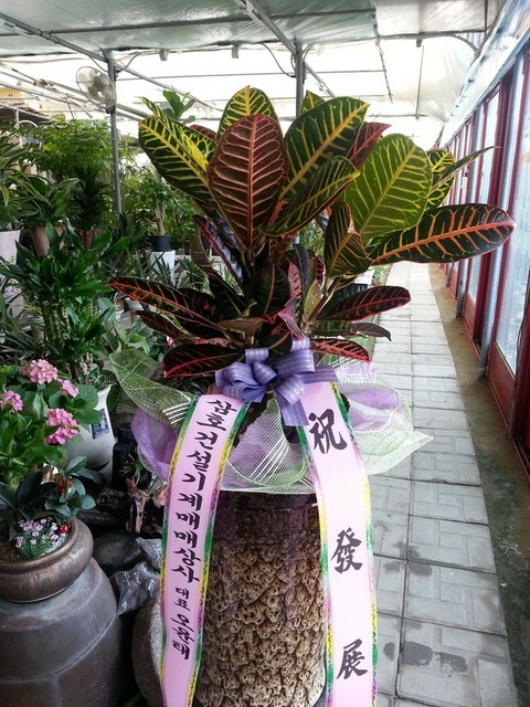 47,000 ũ����